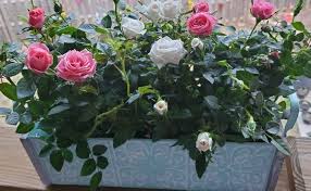 Fragrant Indoor Plants that will Make your House Smell like Heaven