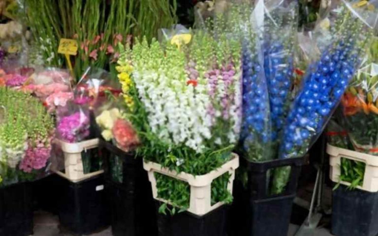 $ 1,000 Urban Flower Market Scholarship