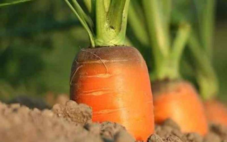 Agriculture Scholarships