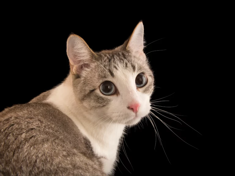 How Old is my Cat?