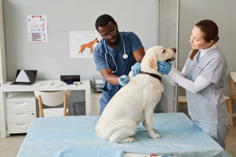 Veterinary Jobs in Canada